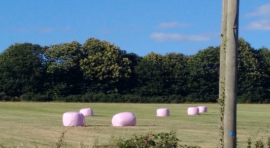 champs en Mayenne et rounrballers