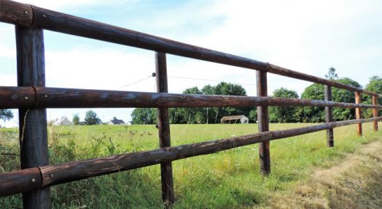 Chevaux sur des terres agricoles à Bonchamp en Mayenne