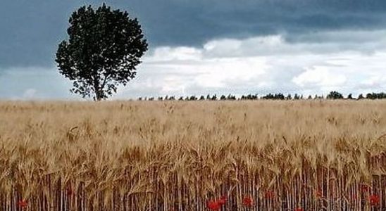un champs de blé en Mayenne
