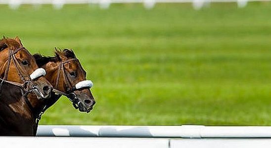 Le groupe Pour l'Alternative au conseil départemental propose de créer une écurie de chevaux de course au couleurs du dpartement de la Mayenne - leglob-journal.fr