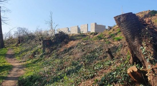 A Gorron pres du menhir des arbres ont été coupés