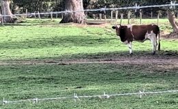 Des vaches de la ferme au lieu dit la Daudrièree -leglob-journal.fr -