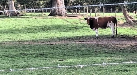 Des vaches de la ferme au lieu dit la Daudrièree -leglob-journal.fr -