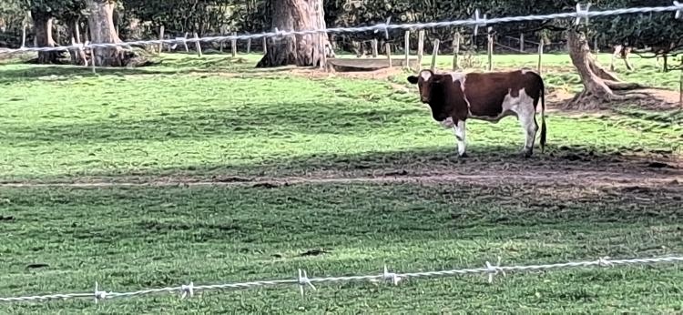 Des vaches de la ferme au lieu dit la Daudrièree -leglob-journal.fr -